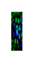 Load image into Gallery viewer, DOG PAWS 5