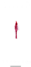 Load image into Gallery viewer, CARDINAL 6
